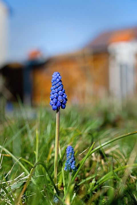 Muscari 西柚 花 盛开 蓝色的 绿色 春天 春天的 草
