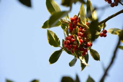 冬青 树 节日 装饰 圣诞节 床单 冬天 季节 装饰品 植物