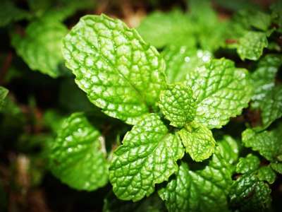 薄荷 叶子 薄荷醇 草本植物 新鲜的 绿色 孤立 香气 香