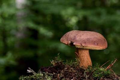 蘑菇 森林蘑菇 板栗 森林地面 苔藓 落下 自然