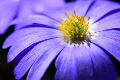 海葵 花 花瓣 雌蕊 蕊 开花 春天 花园