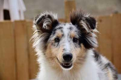 狗 母狗 小狗的设得兰群岛牧羊犬 蓝色的梅尔 年轻的狗 小狗