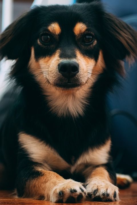 狗 小狗 宠物 动物 犬类 哺乳动物