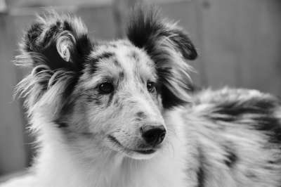 狗 婊子设得兰群岛牧羊犬 设得兰群岛牧羊犬-公主的蓝色 动物 黑松露