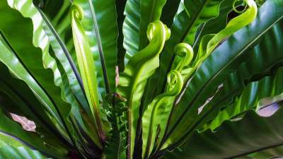 蕨类 植物 绿色 蕨类 蕨类 蕨类 蕨类 蕨类