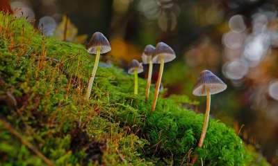 蘑菇 苔藓 森林 真菌学 菌