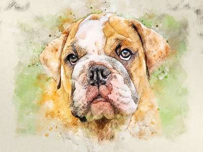 英国牛头犬 狗 摄影艺术 斗牛犬 动物 哺乳动物 小狗 脸 头