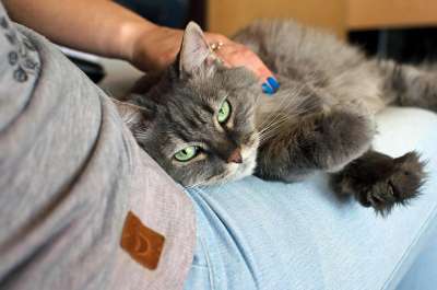 猫 友谊 动物 宠物 一个人 绿眼睛 压痛 在肩膀上