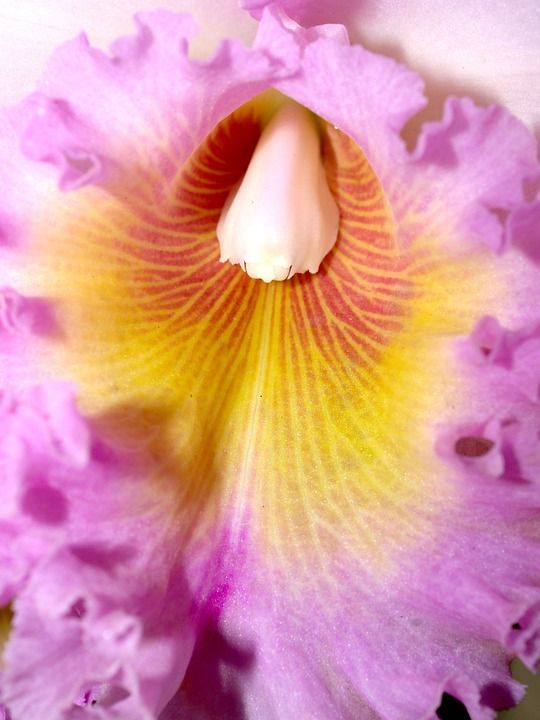 兰花 花 明亮的 紫色 植物群 生长 装饰 芽 叶子