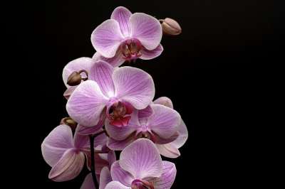 兰花 花 开花 芽 热带 紫色 花瓣 宏 关闭 自然