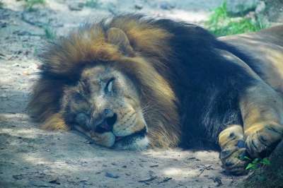 狮子 动物 睡眠 野生动物 野猫 捕食者 哺乳动物 猫科动物