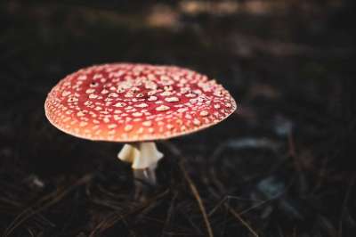 毒菌 蘑菇 有毒 森林 自然 景观