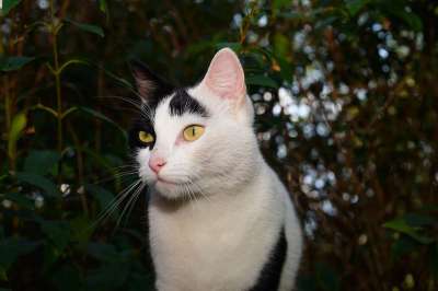 猫 女性 家畜 猫脸 可爱的 家猫 动物 肖像 可爱的猫咪
