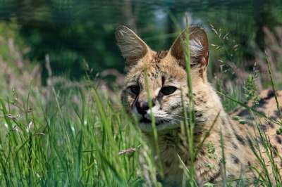 薮猫 动物 猫 荒野 野生动物 特写 头 脸 美丽的 眼睛