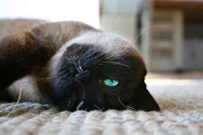 猫咪 眼睛 动物 动物医院 猫眼 猫的肖像