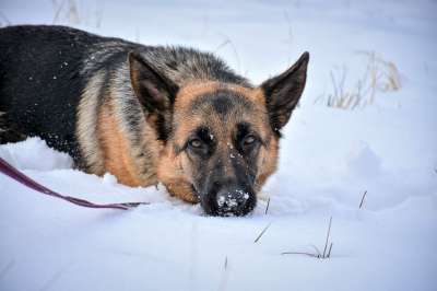 动物 狗 德国牧羊犬 犬类 哺乳动物 忠诚 品种 宠物 朋友