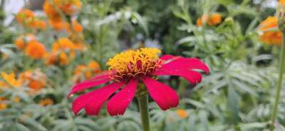 宇宙 红色的美女 Cosmea 自然 花园 花瓣 花园设计 庭园