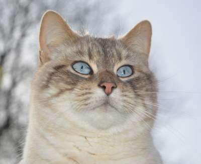 猫 猫Nala 松露炭粉红色 小胡子 看着蓝色的 可爱 动物