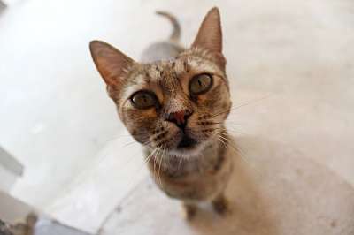 猫 盯 猫科动物 基蒂 看 判断