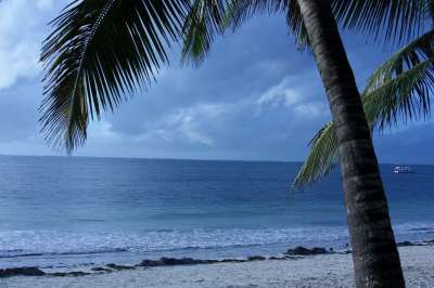 海滩 棕榈 树 海 海洋 沙 假期 乐趣 家庭 夏天 热的