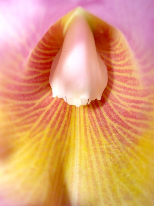 兰花 花 明亮的 紫色 植物群 生长 装饰 芽 叶子