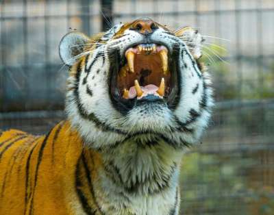 老虎 动物园 荒野 丛林 捕食者 食肉动物 猎人 哺乳动物