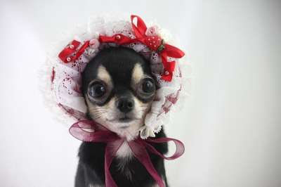 狗 Chihuahua 小狗 免费的狗图片 动物 宠物 球的动物