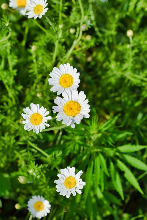 美丽的 开花 甘菊 雏菊 菊花 菌群 附近的公园花 花 新鲜的