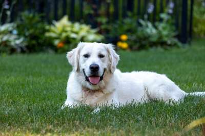 高清壁纸 金毛猎犬 狗 草 草地 墙纸 动物 宠物