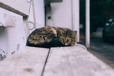 动物 长椅 猫 可爱的 国内的 猫科动物 小猫 基蒂 哺乳动物