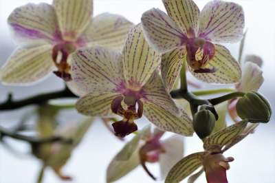 兰花 异国情调的花 花 工厂 黄花 装饰性的 温室 投标 斑纹