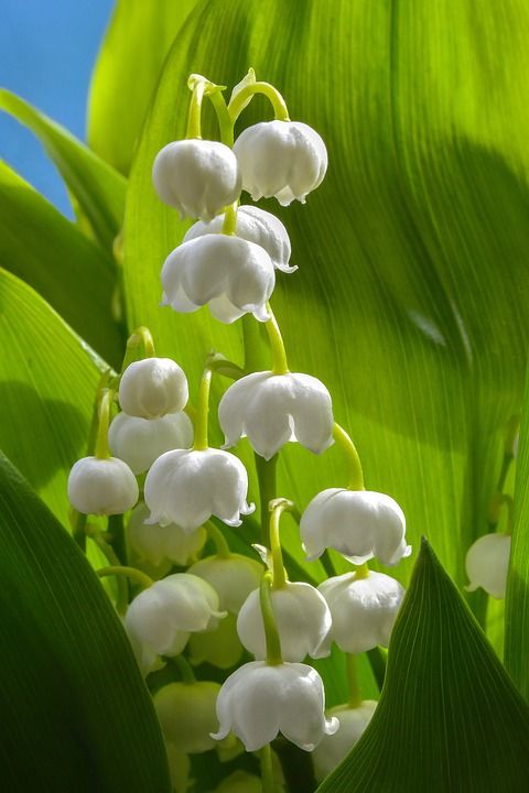 山谷里的百合 花 春天 白色的 一束花朵 植物群 绿色 盛开