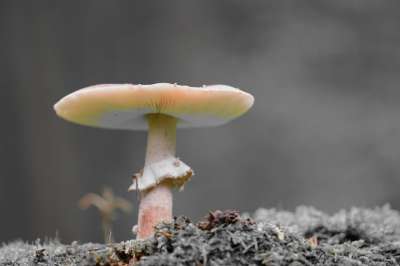 蘑菇 光盘真菌 森林 自然 落下 真菌科学 关闭