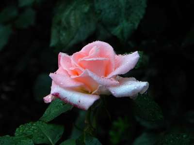 玫瑰 花 开花 自然 怀旧 浪漫的 爱 花园 植物 夏天