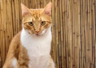 猫 宿醉 细心 红色的 白色的 看法 使固定 手表 毛皮 等待