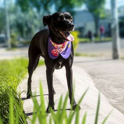 狗 宠物 动物 黑狗 藏獒 国内的 犬类 哺乳动物 公园 手帕