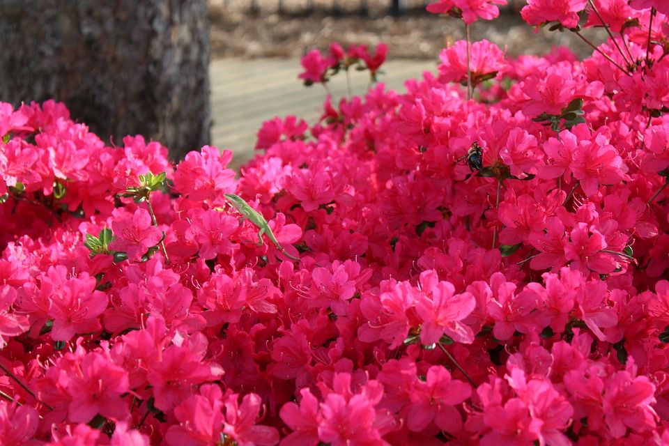 粉色的, 花朵, 蜥蜴, 绿色, 对比, 美丽, 春天, 自然, 丰富多彩的