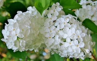 白色的丁香 开花 春天 丁香花 丁香枝 丁香花 丁香花 丁香花