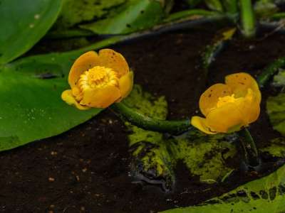 黄 水性 工厂 Stulik 水 池塘 刀刃 植物群 自然