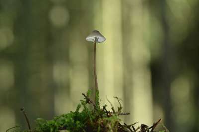 蘑菇 掌舵 松果 苔藓 森林 落下 自然