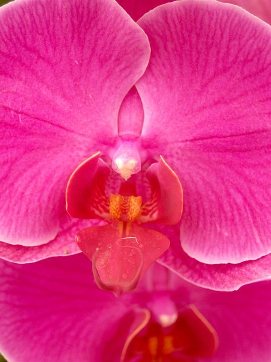 兰花 花 明亮的 紫色 植物群 生长 装饰 芽 叶子