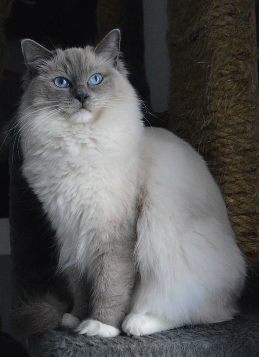 布娃娃 猫 小猫 宠物 基蒂 猫科动物 眼睛 动物 蓝色毛毛