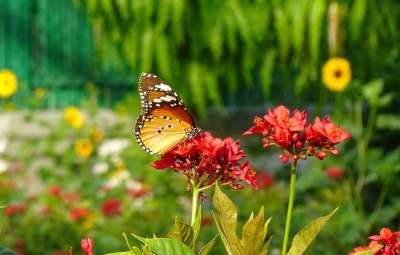 蝴蝶 普通老虎 昆虫 Danaus Chrysippus 非洲女王