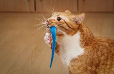 猫 玩具 玩 家猫 公寓猫 就业 家畜 乐趣 可爱的 红色白色