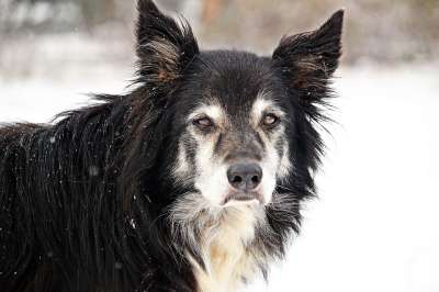狗 边境 雪 老狗 牧羊犬 边境牧羊犬 英国牧羊犬 纯种狗