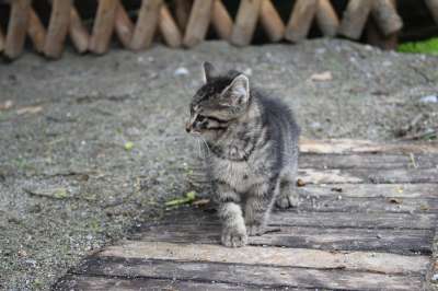 小猫 猫 可爱的 宠物 动物 猫科动物 基蒂 哺乳动物 甜的