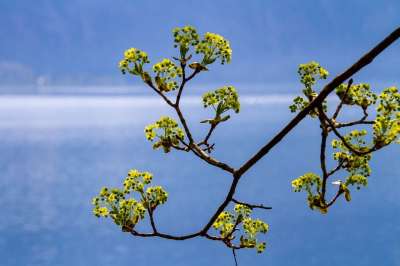 树 开花 科 自然 湖 花瓣 水域 春天 树开花