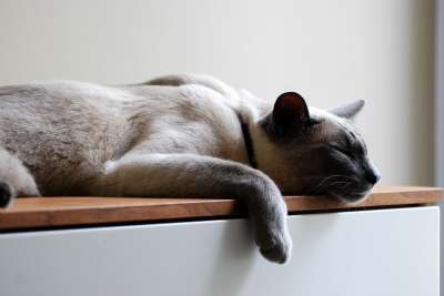 猫 宠物 暹罗 小猫 休息 睡觉 恢复 肖像 可爱猫咪 动物
