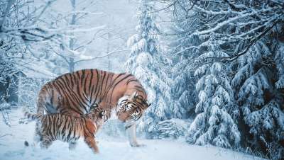 老虎 幼兽 雪 树木 森林 林地 野猫 猫 猫科动物 荒野