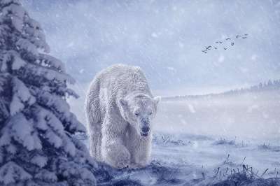 操纵 北极熊 熊 动物 冬天 雪 霜 鸟类